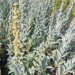 Artemisia ludoviciana 'Valerie Finnis' ---